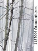 nebuloso, inverno, floresta