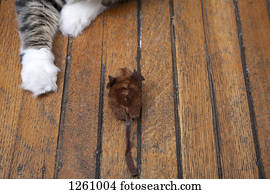 A cat's arms reaching out to play with a toy mouse