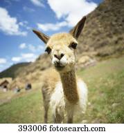 jovem, lhama, ligado, um, encosta, inca, rastro, peru