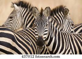 um, grupo, de, zebras