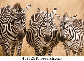 um, grupo, de, zebras
