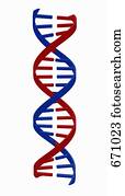 dna stranden dna stranden
