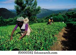 plantation, Sri Lanka, India, harvest, harvesting, tea, Nuwara eliya plantation, Sri Lanka, India, harvest, harvesting, tea, Nuwara eliya
