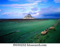 France, Normandy, Mont Saint-Michel, general view and sheep 