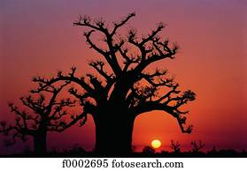 Cape Verde, baobab