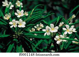 Fleurs Fleur Exotism Exotique Guadeloupe Amérique