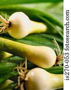 fresco, cebolas mola