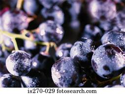 um, grupo, fresco, roxo, uvas