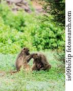 babuínos, com, bebês, aparência, parque nacional chobe, botsuana