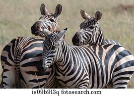 comum, zebras, (Equus, quagga), Tsavo, kenya, áfrica