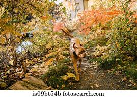 Dog exploring park alone