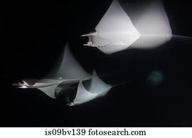 Mobulas, monkianas, alimentação, em, grupos, à noite