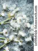 Overhead view of dandelion clocks