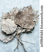 Overhead view of dried leaves