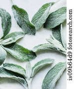 Overhead view of sage leaves