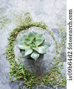 Overhead view of succulent plant