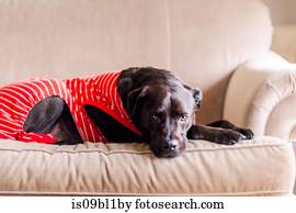 Pet dog in t-shirt on sofa
