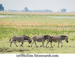 rebanho zebras, parque nacional chobe, botsuana