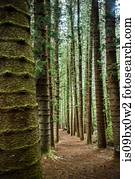 Straight tall trees on Kuilau Ridge Trail, Kauai, Hawaii