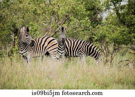 três, zebras, parque nacional kruger, áfrica sul