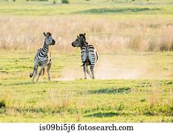 zebras, delta okavango, botsuana