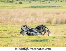 zebras, luta, delta okavango, botsuana