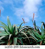 Aloe plants under blue sky