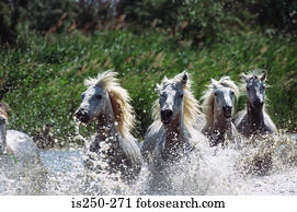 cavalos brancos, em, água
