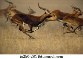 gazelas thomson, executando