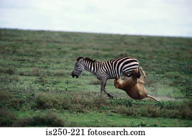 leão, atacar, zebra