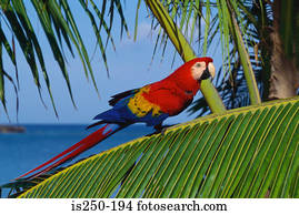 Parrot on palm leaf