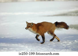selvagem, raposa, executando, em, neve