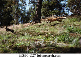 selvagem, raposa, perseguindo, coelho