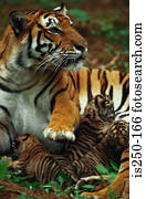 Tiger, com, filhotes