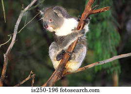 um, koala, ligado, um, árvore