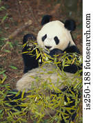 um, panda gigante, em, a, selvagem