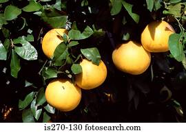 toranja, ligado, árvore