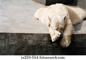 dormir, urso polar