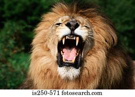leão africano, rosnando