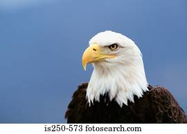 retrato, de, um, águia calva