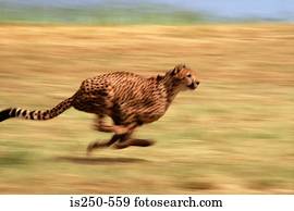Running cheetah Running cheetah