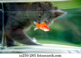 gato, observar, um, goldfish