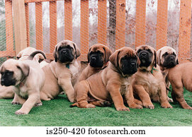 fila, de, filhotes cachorro