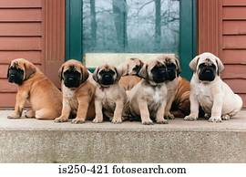 fila, de, filhotes cachorro