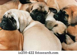 filhotes cachorro, descansar