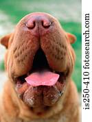 retrato, de, cute, cão