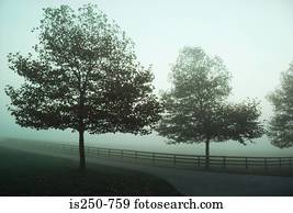 Trees by field in mist