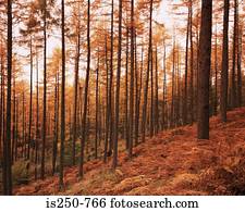 árvores pinho, em, outono, em, pôr do sol