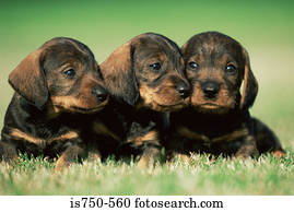 três, filhotes cachorro