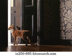 enchido, raposa, em, um, entrada